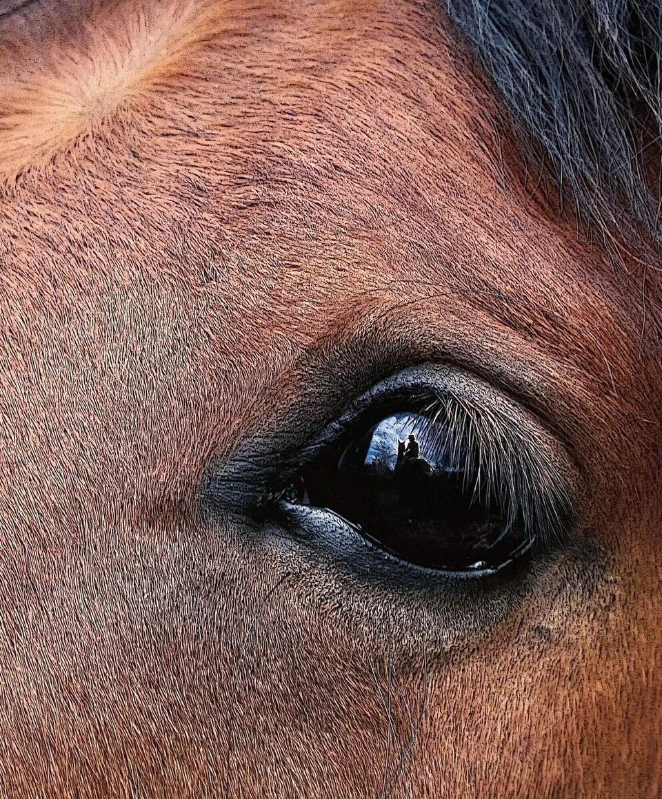 Horse Eye Balshi