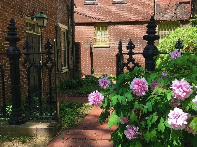The entrance to the 1752 Apothecary garden during the springtime with pink flowers