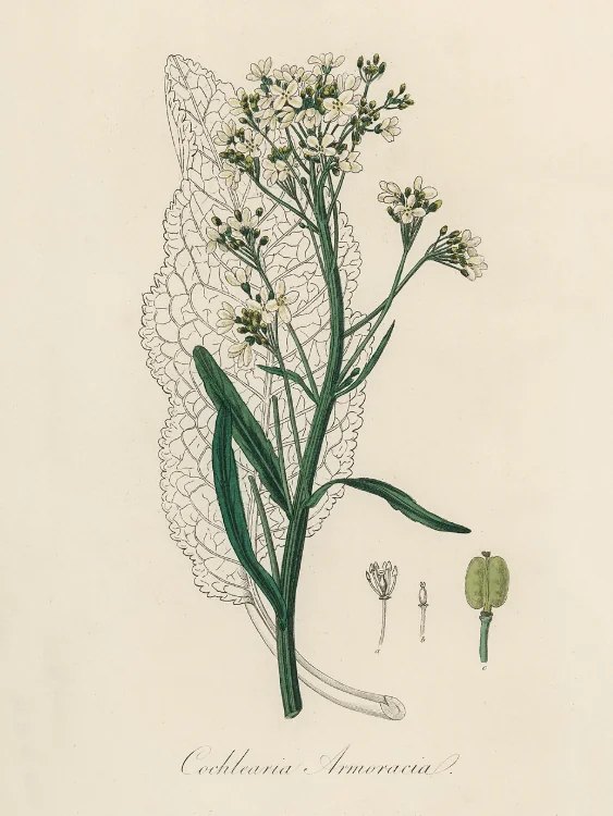 Root Cellar Remedies: Revolutionary War Medicine
